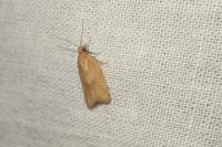 Clepsis coriacana