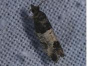 Spilonota ocellana