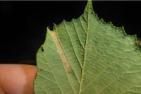 Phyllonorycter nicellii