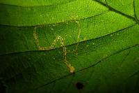 Stigmella microtheriella
