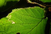 Stigmella microtheriella