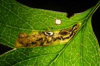 Stigmella hybnerella