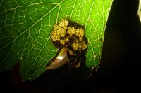 Stigmella