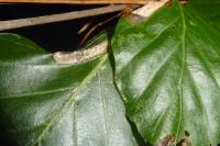 Phyllonorycter maestingella