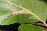Phyllonorycter maestingella