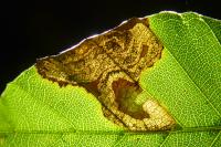 Stigmella hemargyrella