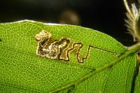 Stigmella tityrella