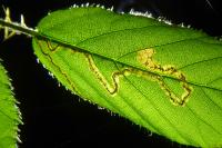 Stigmella aurella