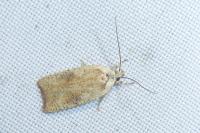 Agonopterix nervosa