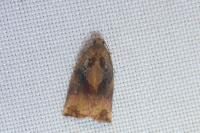 Archips podana