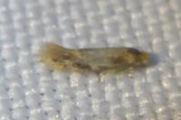 Bucculatrix ulmella