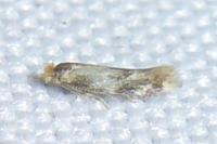 Bucculatrix ulmella