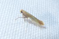 Caloptilia alchimiella