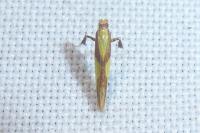 Caloptilia alchimiella
