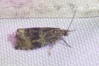 Celypha lacunana