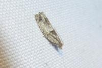 Epinotia ramella