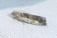 Epinotia ramella