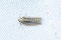 Mirificarma mulinella