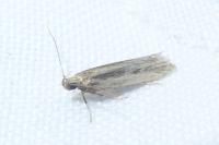 Mirificarma mulinella