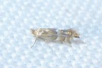 Phyllonorycter