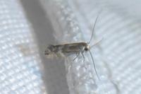 Phyllonorycter