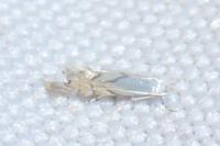 Phyllonorycter harrisella