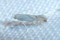 Phyllonorycter harrisella