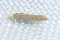 Phyllonorycter quercifoliella