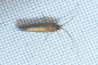 Roeslerstammia