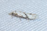 Stenolechia gemmella
