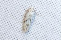 Stenolechia gemmella