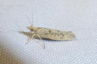 Ypsolopha alpella