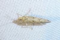 Ypsolopha alpella