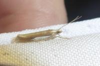 Ypsolopha parenthesella