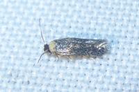 Zimmermannia atrifrontella