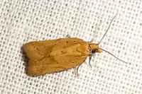 Clepsis coriacana