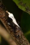 Acleris cristana