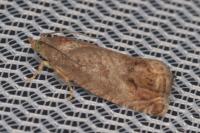 Cydia splendana