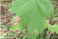 Stigmella speciosa