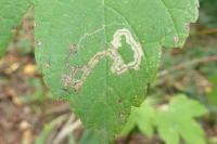 Stigmella speciosa
