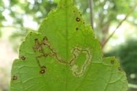 Stigmella speciosa