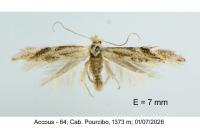 Bucculatrix demaryella