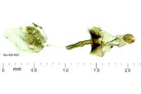 Bucculatrix demaryella