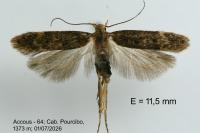 Bryotropha senectella