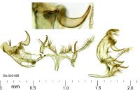 Bryotropha senectella