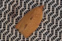 Clepsis consimilana