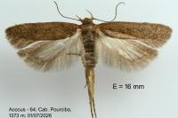 Bryotropha terrella