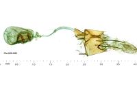 Bryotropha terrella