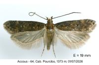 Chionodes distinctella