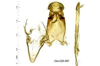 Chionodes distinctella